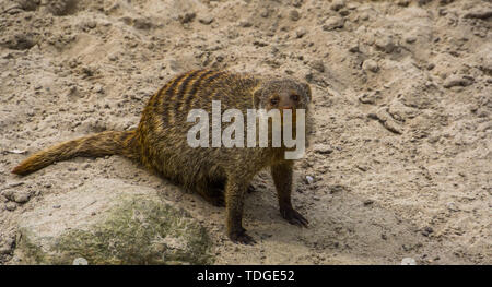 Closeup portrait of a banded mongoose, Adorable tropical animal specie from africa, popular pets Stock Photo