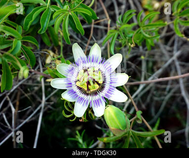 Flower of the passiflora plant or Passiflora caerulea. The blue passionflower or blue crown Stock Photo