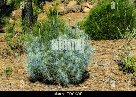Turquoise sprout of Canarian Pine tree. plants and dry needles background. Corona Forestal, south of Tenerife, Canary Island, Spain. Stock Photo