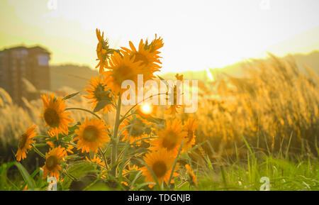 Photographer: Hu Wenkai Stock Photo