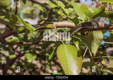 Closeup of a grass snake in the branches of a tree in a garden Stock Photo