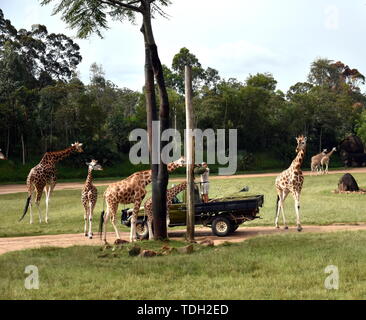 Beerwah, Australia - Apr 22, 2019. Zookeper feeding giraffes in the African Safari exhibit of Australia Zoo which is located in Queensland on the Suns Stock Photo