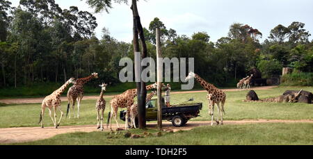 Beerwah, Australia - Apr 22, 2019. Zookeper feeding giraffes in the African Safari exhibit of Australia Zoo which is located in Queensland on the Suns Stock Photo