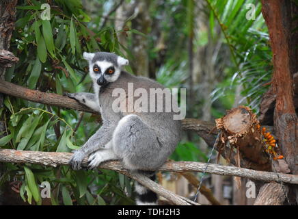 Ring-tailed lemur, or cat lemur, or Katta (Lemur catta) the most famous species of the lemur family. Found in the South and South-West of the island o Stock Photo