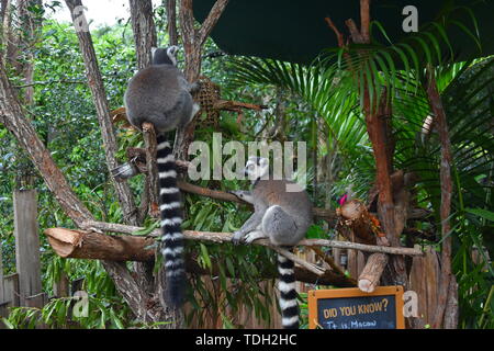 Beerwah, Australia - Apr 22, 2019. Ring-tailed lemurs sitting on a wood in Australia Zoo which is located in Queensland on the Sunshine Coast. Stock Photo