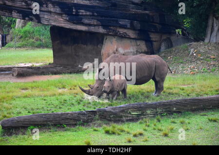 Beerwah, Australia - Apr 22, 2019. Southern white rhinoceros in the African Safari exhibit of Australia Zoo which is located in Queensland on the Suns Stock Photo