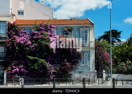 Purple bougainvillea flowers on the balcony of an old Lisbon Apartment building with broken shutters Stock Photo