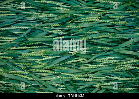 Vivid green grass and spikes seamless background. Top view flat lay. Stock Photo