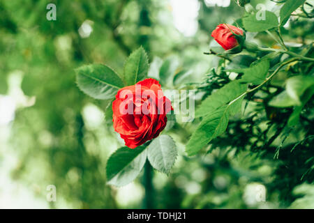 Beautiful red rose in garden against green blurred background. Faded toning for vintage film effect. Stock Photo