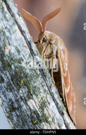 Male fox moth (Macrothylacia rubi). Insect of the family Lasiocampidae resting on a trunk. Stock Photo