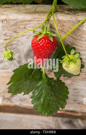 Everbearing strawberry plants growing in a raised bed garden in Issaquah, Washington, USA Stock Photo