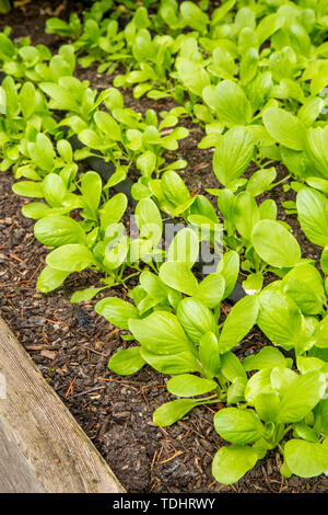 Bok Choy plants growing in Issaquah, Washington, USA Stock Photo