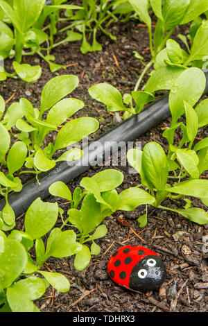Bok Choy plants growing with a rock painted like a ladybug in Issaquah, Washington, USA Stock Photo