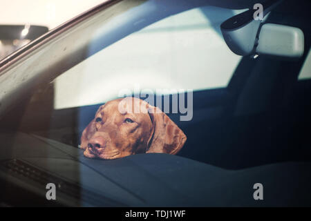 Dog left alone in locked car. Abandoned animal concept. Stock Photo