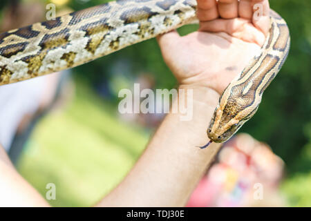 head of Reticulated python in the hands of man Stock Photo