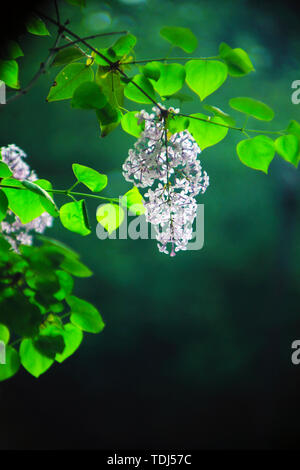 Light and shadow of lilacs Stock Photo