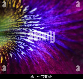 Violet petal of iris flower close up, floral background Stock Photo