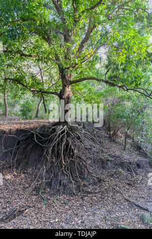 Still a green tree, but already devoid of soil under the roots due to soil erosion caused by human activity.Stock photo Stock Photo