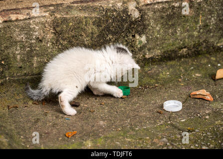 Tiny stray cat plays with bottle cap in Kotor Montenegro Stock Photo