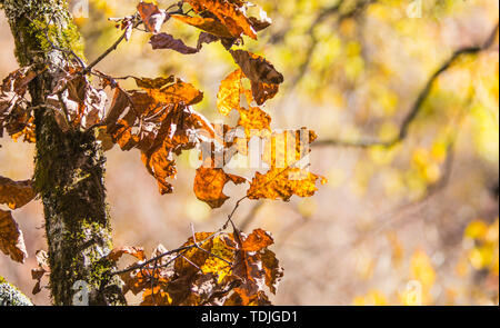 Autumn Color of Ocean Highway in Huangbai Plateau, Shaanxi Stock Photo