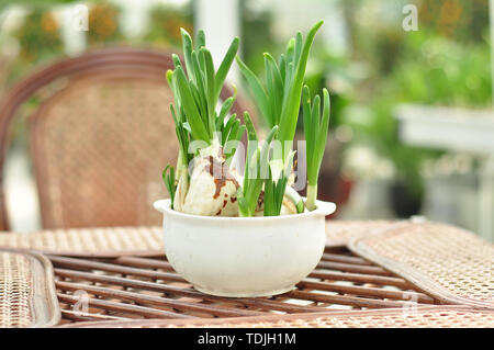 Narcissus potted plants Stock Photo