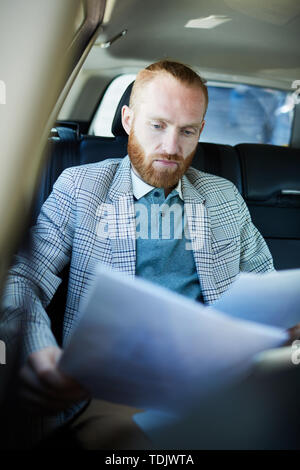 Serious busy man with red beard sitting in back of car and working with documents while preparing for meeting Stock Photo