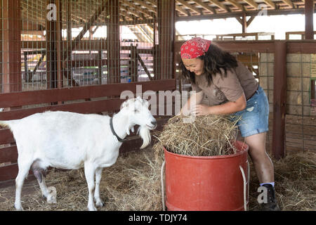 Perryville, Arkansas - Emily Koltes, a volunteer at Heifer Ranch, brings hay for a goat. Heifer Ranch is a 1,200-acre educational ranch that showcases Stock Photo