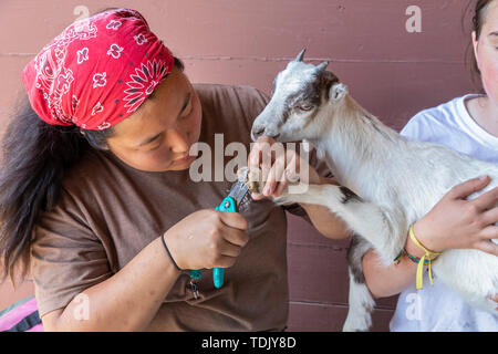 Perryville, Arkansas - Emily Koltes, a volunteer at Heifer Ranch, trims a goat's hoofs. Heifer Ranch is a 1,200-acre educational ranch that showcases  Stock Photo