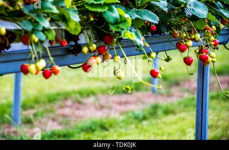 Strawberry farming on raised beds Stock Photo