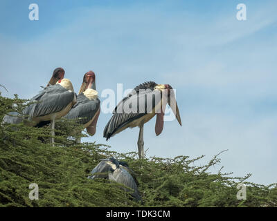 several nesting marabou storks in a tree at lake bogoria, kenya Stock Photo