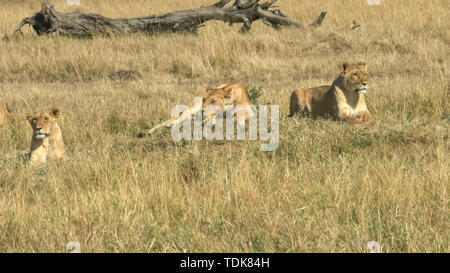 three lionesses lay on the ground in masai mara game reserve, kenya Stock Photo