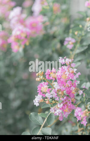 Bees and crape myrtle Stock Photo