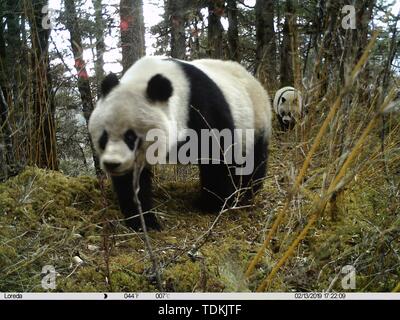 (190617) -- CHENGDU, June 17, 2019 (Xinhua) -- A female panda and her cub are seen in the Huanglong Nature Reserve in the Tibetan Autonomous Prefecture of Aba, southwest China's Sichuan Province, Feb. 13, 2019. A panda mother and her cub were captured by infrared cameras in a nature reserve in Sichuan, and the cub damaged a camera, local authorities said Monday.     Three sets of photos and a short video of the pair were captured between January and April this year in the Huanglong Nature Reserve in the Tibetan Autonomous Prefecture of Aba.     Experts said that based on image analysis the pan Stock Photo