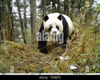 (190617) -- CHENGDU, June 17, 2019 (Xinhua) -- A female panda is seen in the Huanglong Nature Reserve in the Tibetan Autonomous Prefecture of Aba, southwest China's Sichuan Province, April 3, 2019. A panda mother and her cub were captured by infrared cameras in a nature reserve in Sichuan, and the cub damaged a camera, local authorities said Monday.     Three sets of photos and a short video of the pair were captured between January and April this year in the Huanglong Nature Reserve in the Tibetan Autonomous Prefecture of Aba.     Experts said that based on image analysis the panda cub was ar Stock Photo