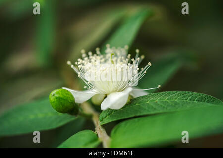 Sweet Autumn Clematis Stock Photo