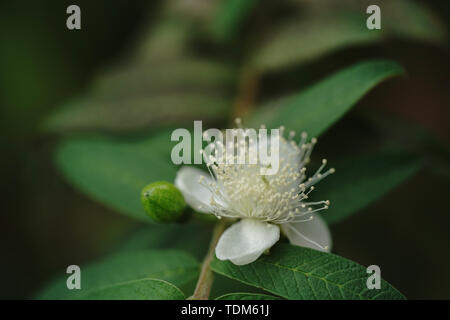 Sweet Autumn Clematis Stock Photo