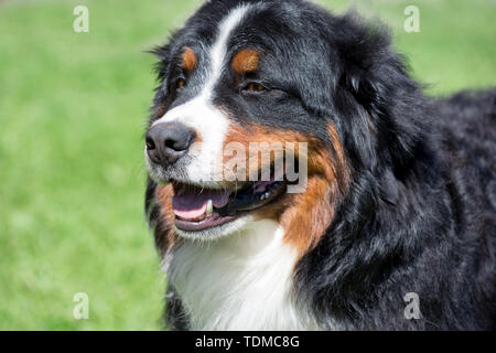 Cute bernese mountain dog puppy is standing on a green meadow. Berner sennenhund or bernese cattle dog. Pet animals. Stock Photo