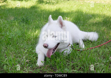 White siberian husky with blue eyes is lying on a green grass in the park. Pet animals. Purebred dog. Stock Photo
