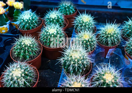 Decorative small and large cacti of different types in pots. Various cacti on the shelf in the center Stock Photo