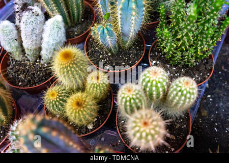 Decorative small and large cacti of different types in pots. Various cacti on the shelf in the center Stock Photo