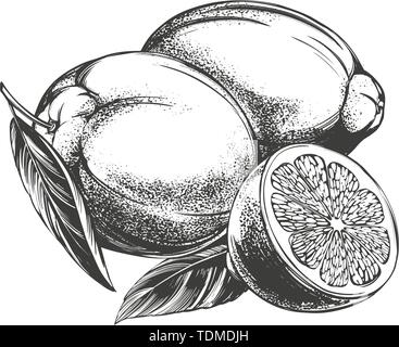 fruit lemon citrus with leaves isolated on white background hand drawn vector illustration realistic sketch Stock Vector