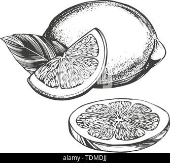 fruit lemon citrus with leaves isolated on white background hand drawn vector illustration realistic sketch Stock Vector
