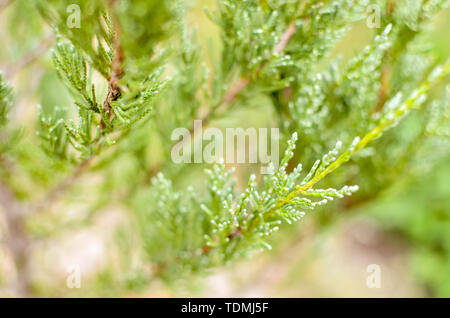 Juniperus tree bush texture green needle background Stock ...