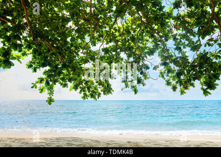 Tropical sea background. Sea, sand and  mangrove tree Stock Photo