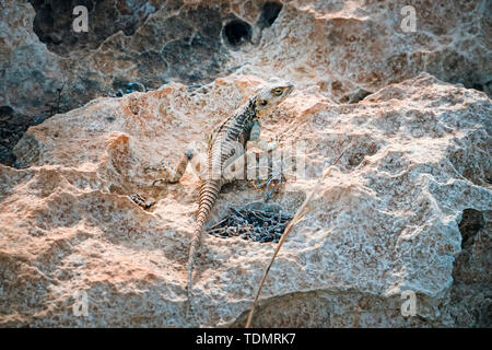 Small lava lizard of the genus Microlophus sitting on a stone on Galapagos Stock Photo