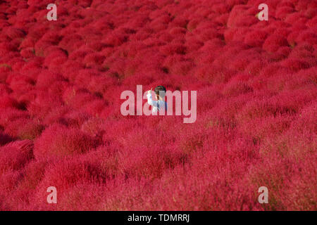 IBARAKI, JAPAN - OCTOBER 18: Boy among the mass of Kochia on October 18, 2015 in Kokuei Hitachi Seaside Park. Stock Photo