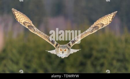 Siberian Eagle Owl (Bubo bubo sibiricus), adult female in flight, captive, Bohemia, Czech Republic Stock Photo