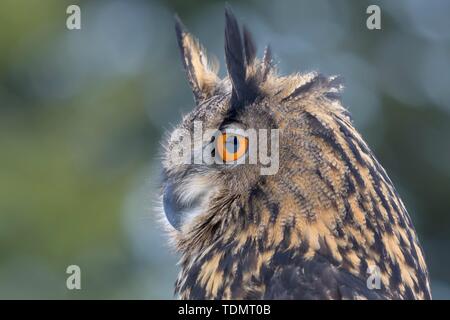 Eurasian eagle-owl (Bubo bubo), animal portrait, Sumava National Park, Bohemian Forest, Czech Republic Stock Photo