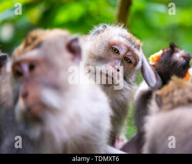 Macaque monkeys at Ubud Monkey Forest in Bali, Indonesia. One of them looking straight at the camera. Stock Photo