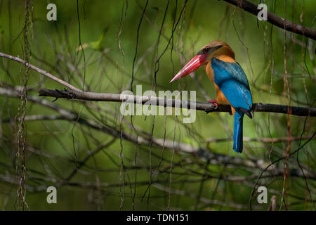 Stork-billed Kingfisher - Pelargopsis capensis on the branch,  is a tree kingfisher distributed in the tropical Indian subcontinent and Southeast Asia Stock Photo